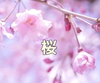 京都・桜の写真スポット