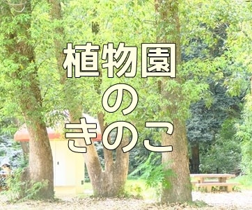 京都のノスタルジックな撮影スポット　京都府立植物園きのこ文庫