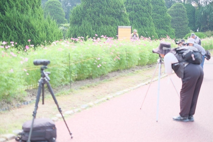 京都府立植物園のコスモス撮影スポット