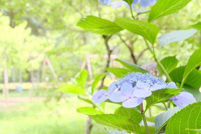 京都御苑の紫陽花の撮影スポット
