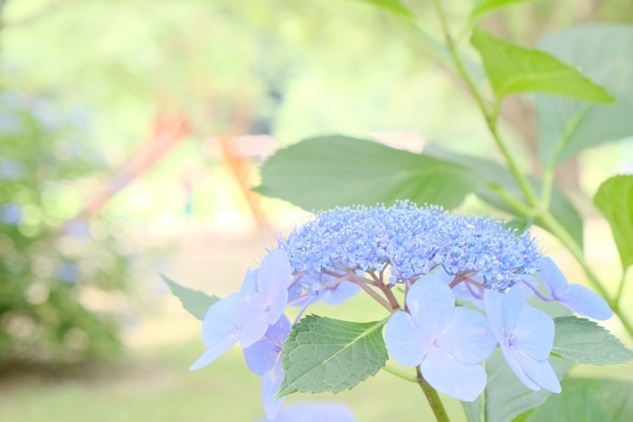 京都御苑の紫陽花の撮影スポット