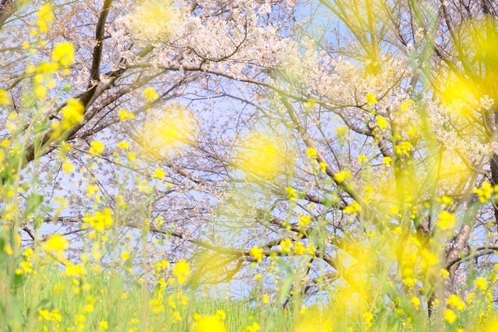 フォトジェニックな桜と菜の花の撮影スポット桂川