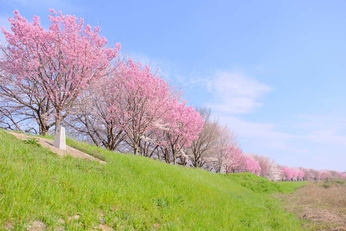 フォトジェニックな桜と菜の花の撮影スポット桂川