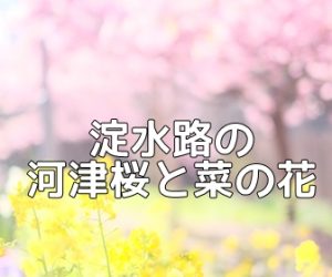 淀水路の河津桜と菜の花の撮影スポット