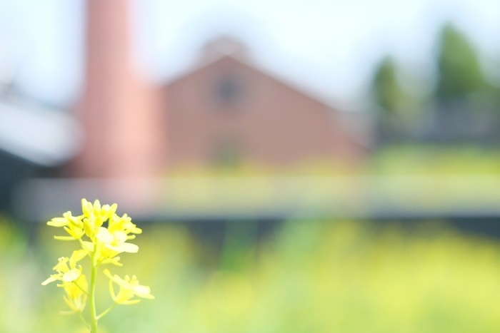 フォトジェニックな菜の花の撮影スポット・松本酒造