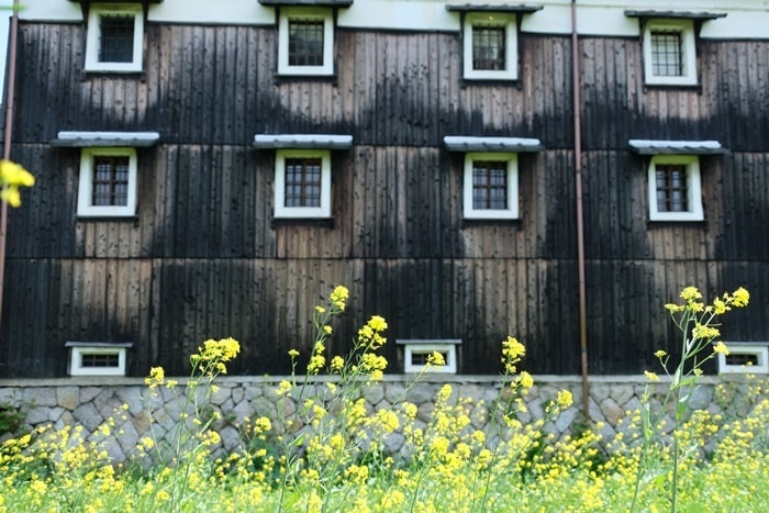 フォトジェニックな菜の花の撮影スポット・松本酒造