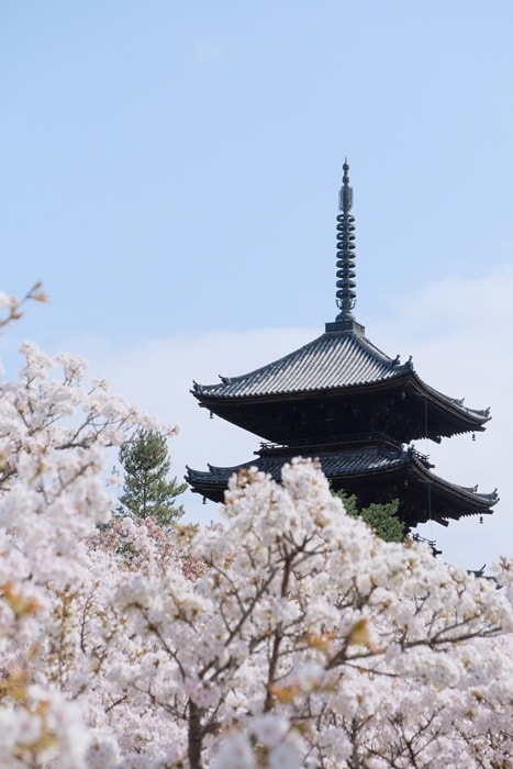 フォトジェニックな仁和寺に御室桜