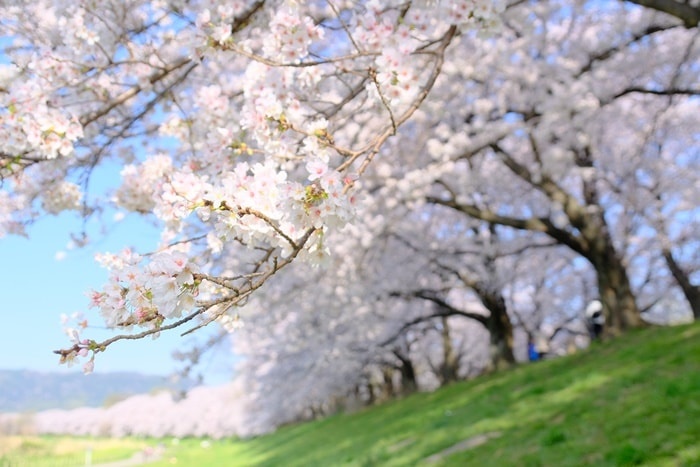フォトジェニックな背割堤の桜