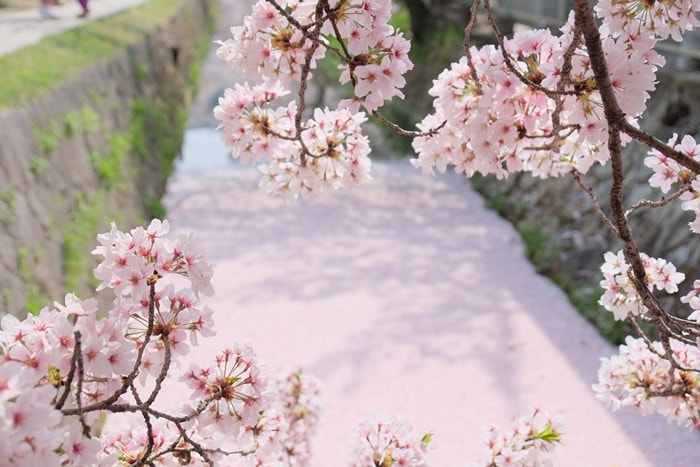 フォトジェニックな哲学の道の桜