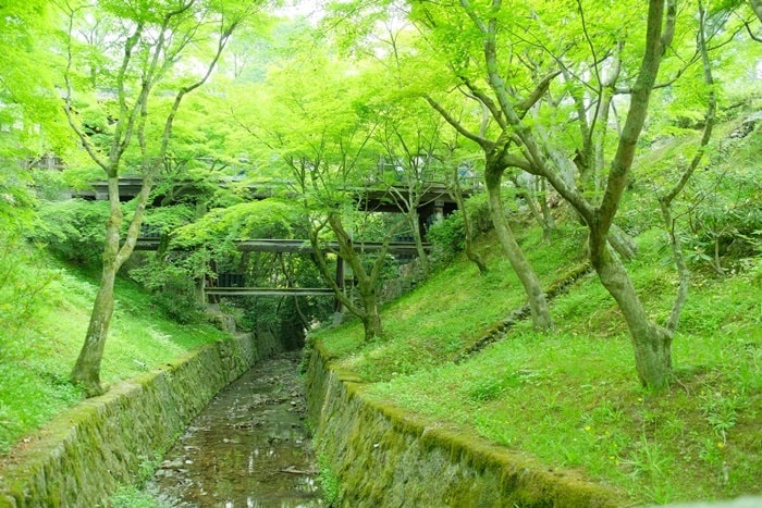 東福寺の青もみじと苔の撮影スポット