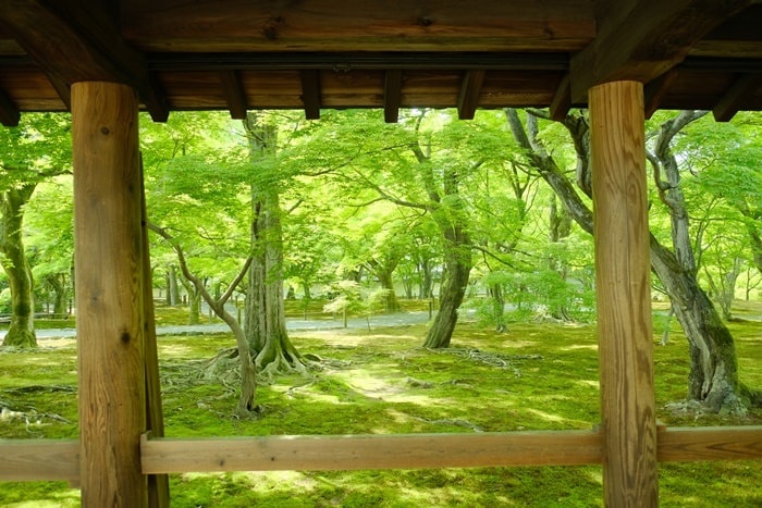 東福寺の青もみじと苔の撮影スポット