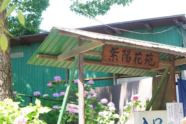 藤森神社の紫陽花の撮影スポット