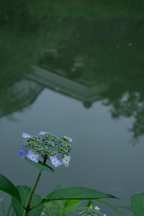 伏見濠川の紫陽花の撮影スポット