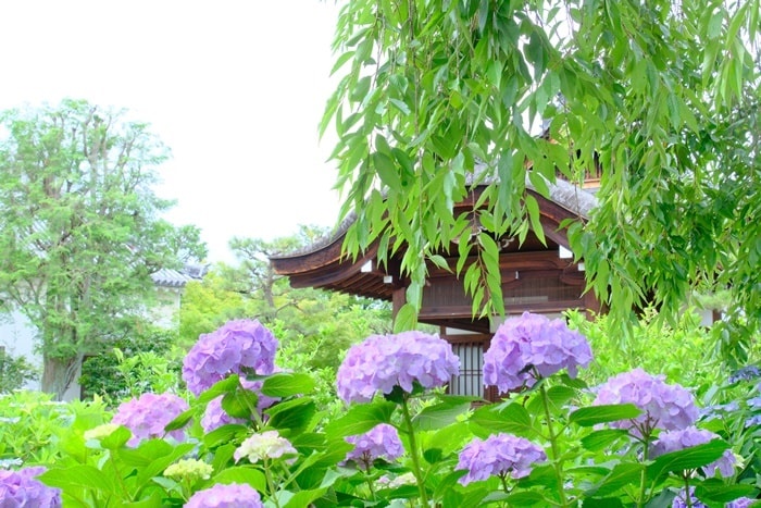 法金剛院の紫陽花　撮影スポット