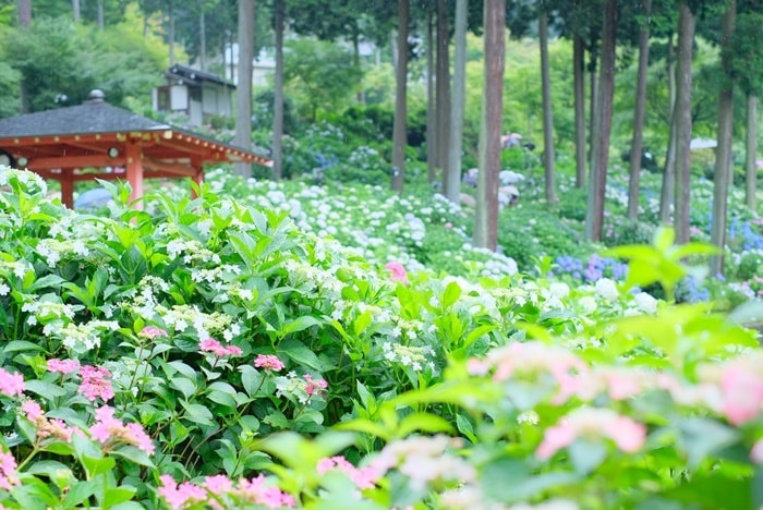 三室戸寺の紫陽花撮影スポット