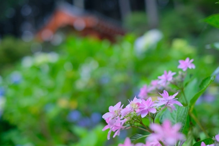 三室戸寺の紫陽花撮影スポット
