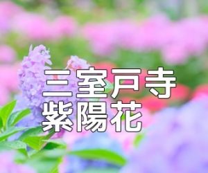京都紫陽花の撮影スポット　三室戸寺