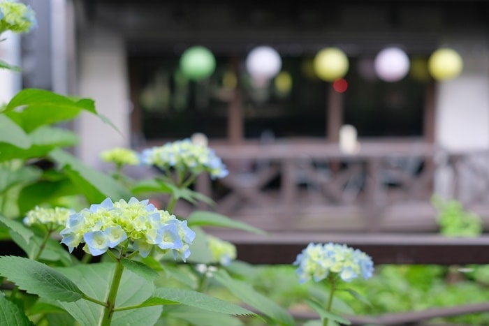 祇園白川の紫陽花の撮影スポット