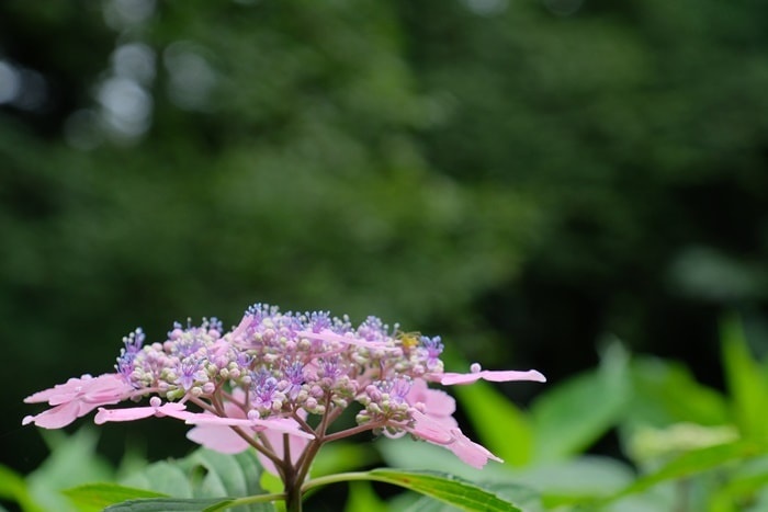 京都府立植物園の紫陽花撮影スポット