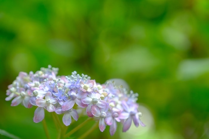 梅宮大社の紫陽花の撮影スポット