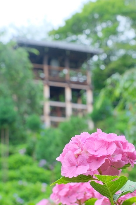 善峯寺の紫陽花の撮影スポット