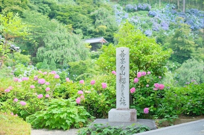 善峯寺の紫陽花の撮影スポット