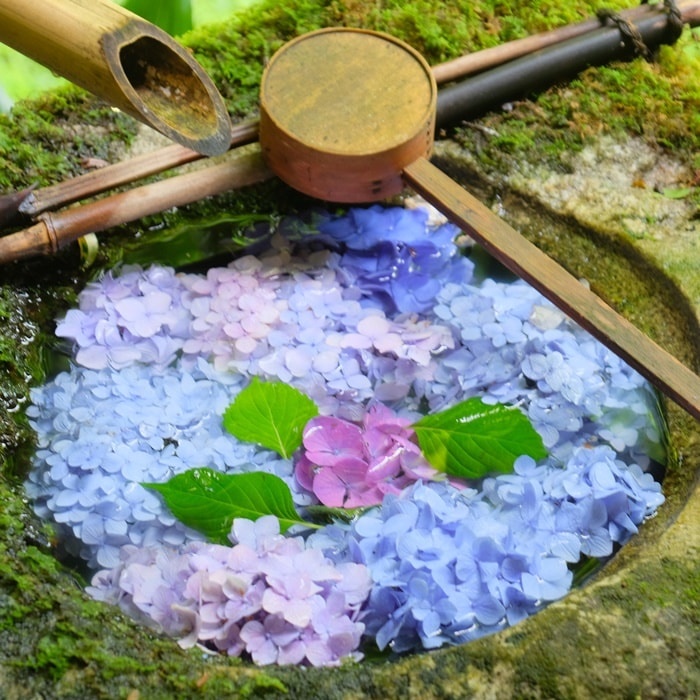 楊谷寺の紫陽花撮影スポット