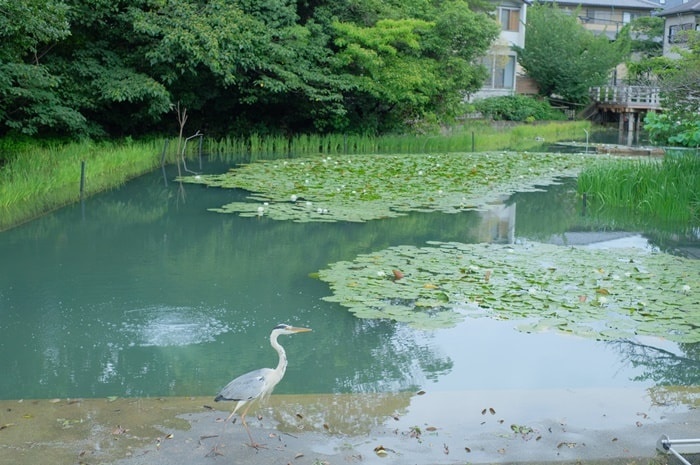 長岡天満宮八条ヶ池の睡蓮の撮影の撮影スポット