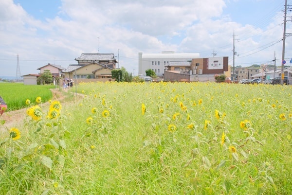 京都のひまわり撮影スポット　向日市ひまわり畑