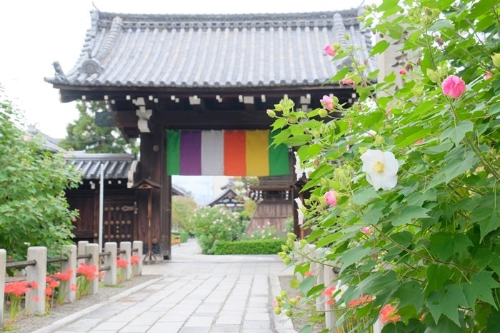 妙蓮寺の彼岸花の撮影スポット