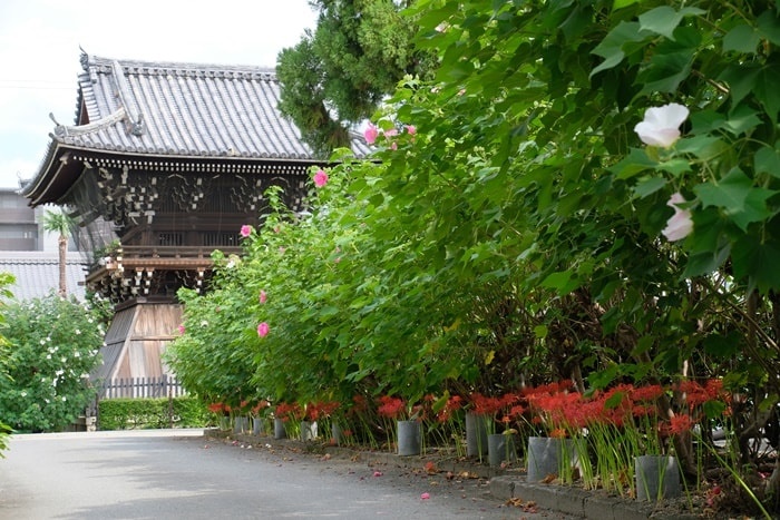 妙蓮寺の彼岸花の撮影スポット