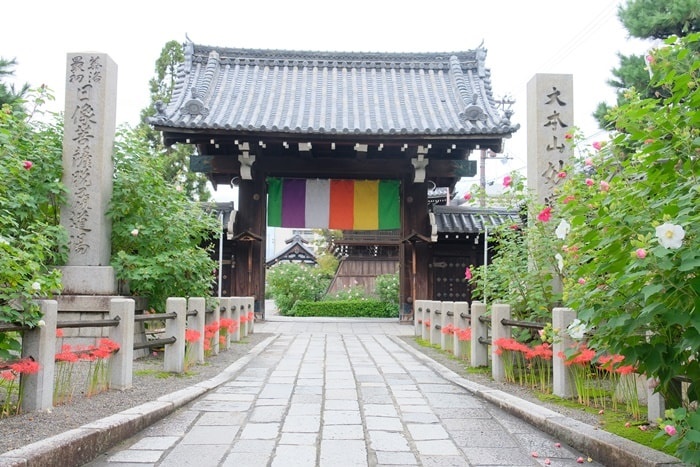 京都の彼岸花　撮影スポット妙蓮寺