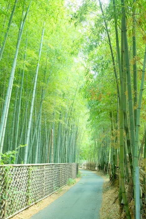 竹の径の撮影スポット