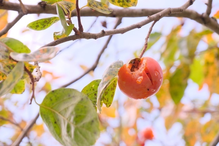 美山のノスタルジックな撮影スポット　柿