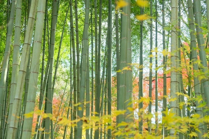 フォトジェニックな圓光寺の紅葉の撮影スポット