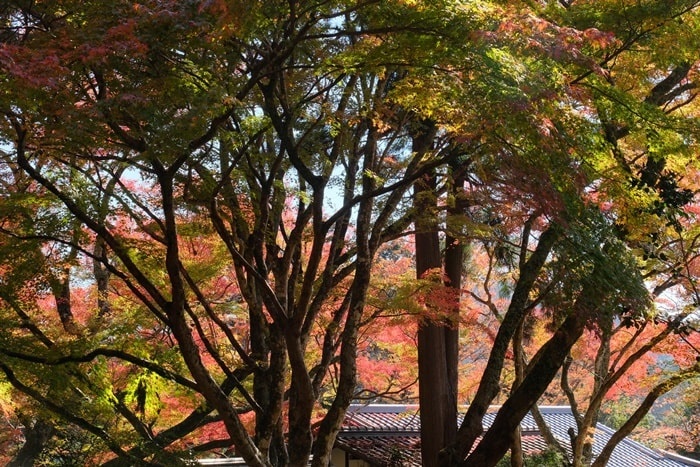 フォトジェニックな神護寺の紅葉撮影スポット