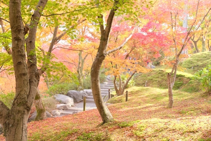 フォトジェニックな東福寺の紅葉撮影スポット