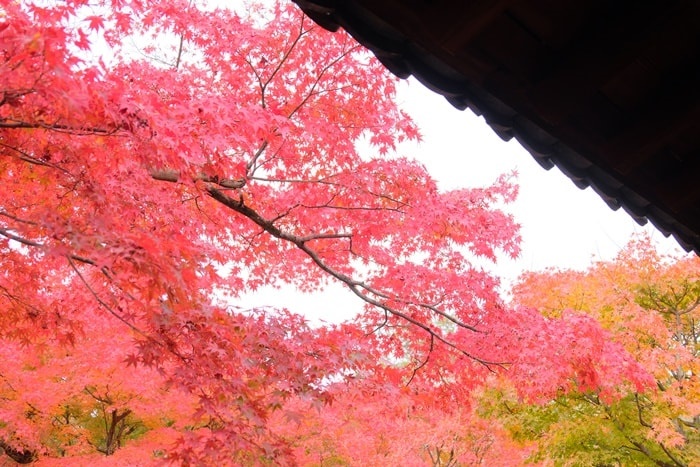 フォトジェニックな東福寺の紅葉撮影スポット