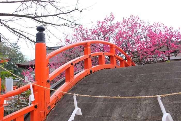 下鴨神社 光琳の梅 撮影スポット かわいい京都