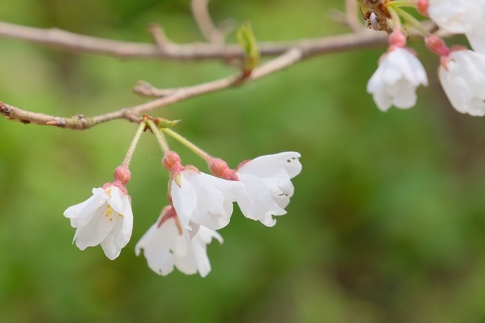 平野神社の桜の撮影スポット　桜苑