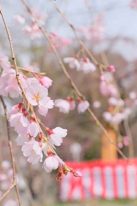 平野神社の桜の撮影スポット　桜苑