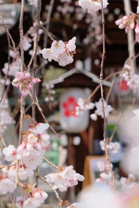 平野神社の桜の撮影スポット　魁