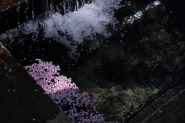 城南宮　みそぎ川の下流に梅の花びらがたまっているところ