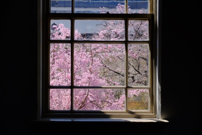 京都府庁の窓ごしの桜　撮影スポット