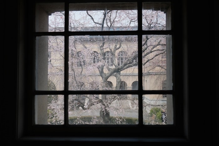 京都府庁の窓ごしの桜　撮影スポット