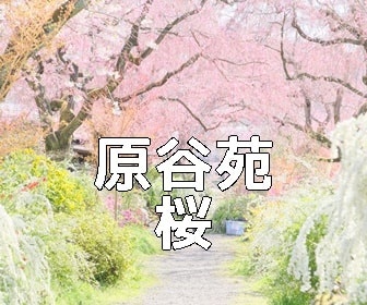京都・桜の撮影スポット・原谷苑