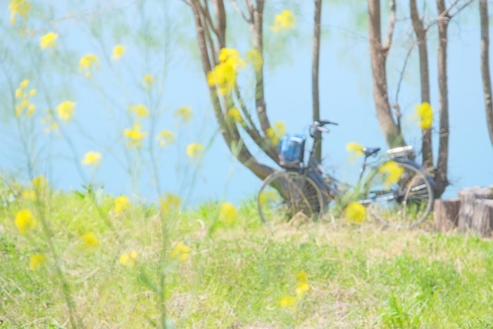 桂川の撮影スポット2：菜の花畑と自転車