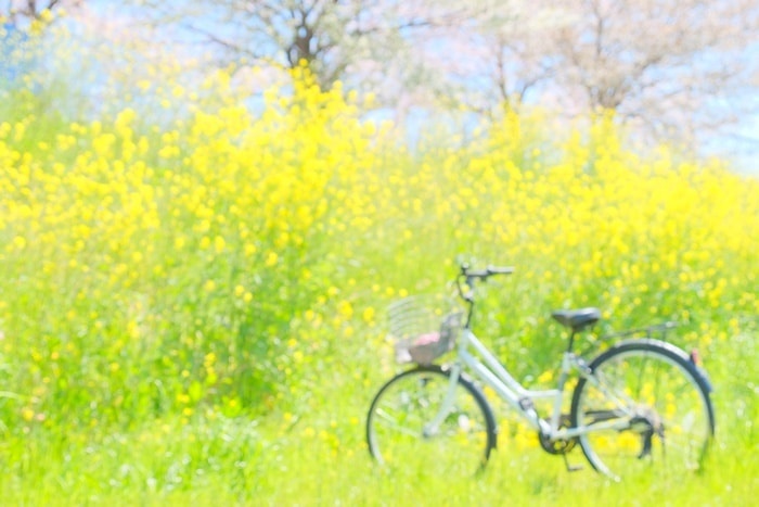 桂川の撮影スポット2：菜の花畑と自転車