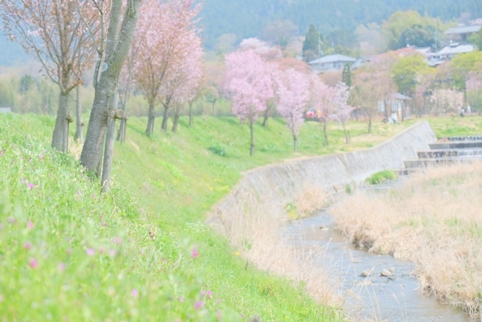 大原菜の花シーズンの桜並木