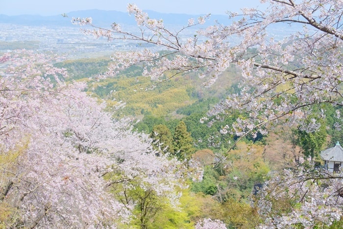 善峯寺の桜撮影スポット3：高台から見下ろす桜